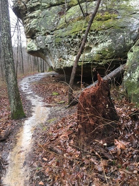 Bluff line along back loop of trail.