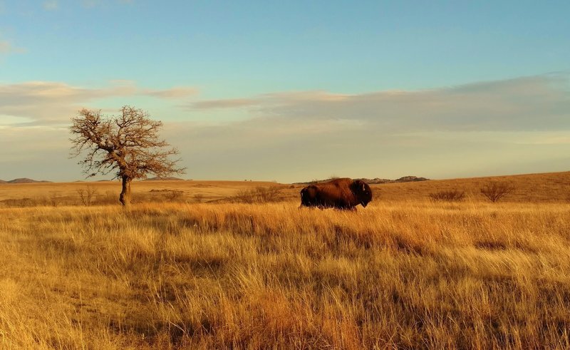 Bison (buffalo), gentle giants, in Wichita Mountains Wildlife Refuge