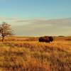 Bison (buffalo), gentle giants, in Wichita Mountains Wildlife Refuge