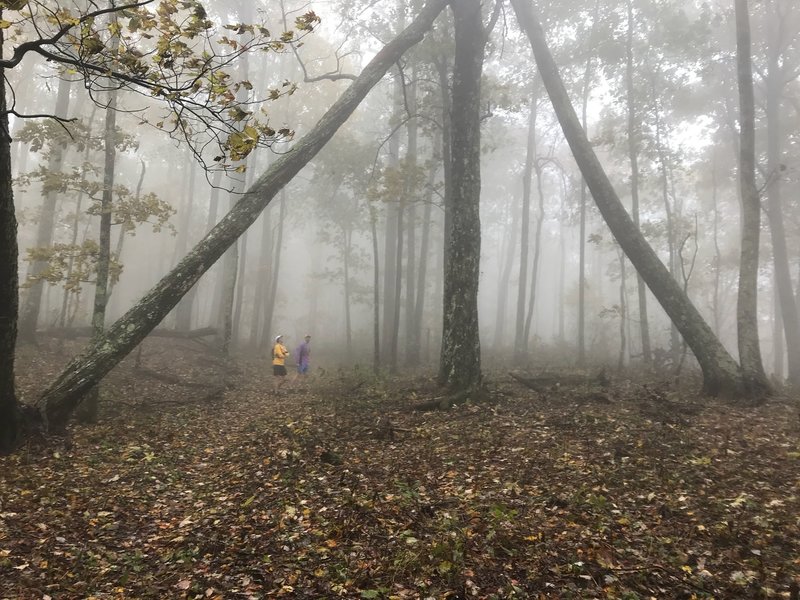 Checking out the tree tepee.