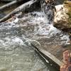 Mini (semi frozen) waterfall & mushrooms.