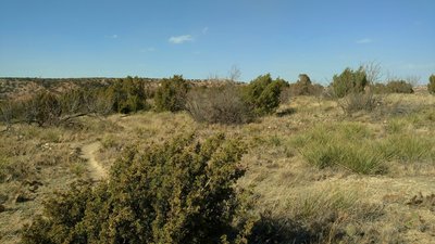 The flat high ridge top at Goodnight Peak is covered with hardy grasses, yucca, pricklypear cacti, and scattered juniper bushes.
