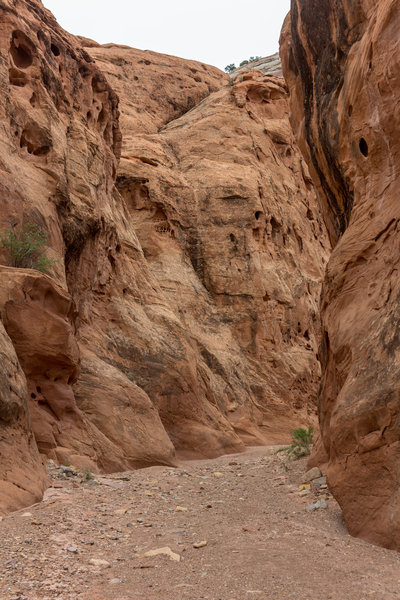 One of the narrower sections in Lower Muley Twist Canyon.