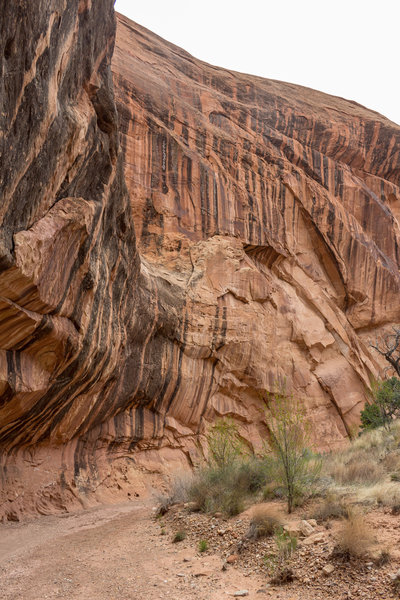 The Kayenta Sandstone walls in Lower Muley Twist Canyon have plenty of dark run-off.