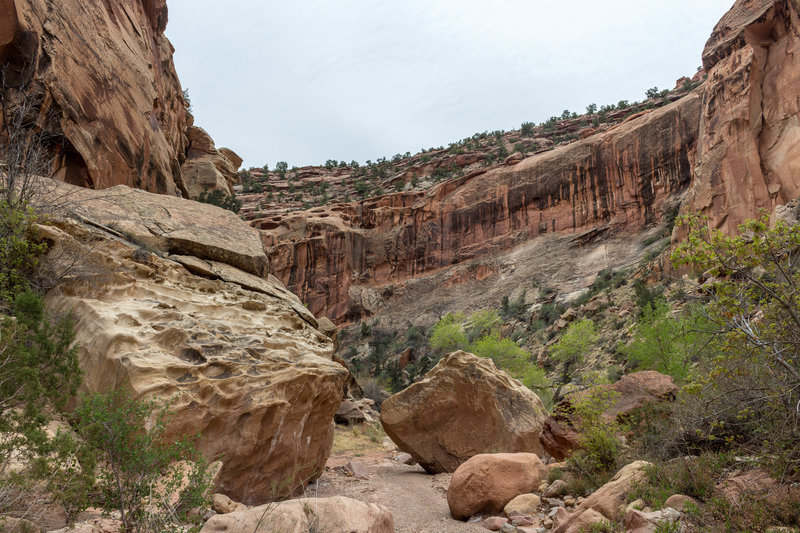 Large boulders make navigating through Lower Muley Twist Canyon an adventure.