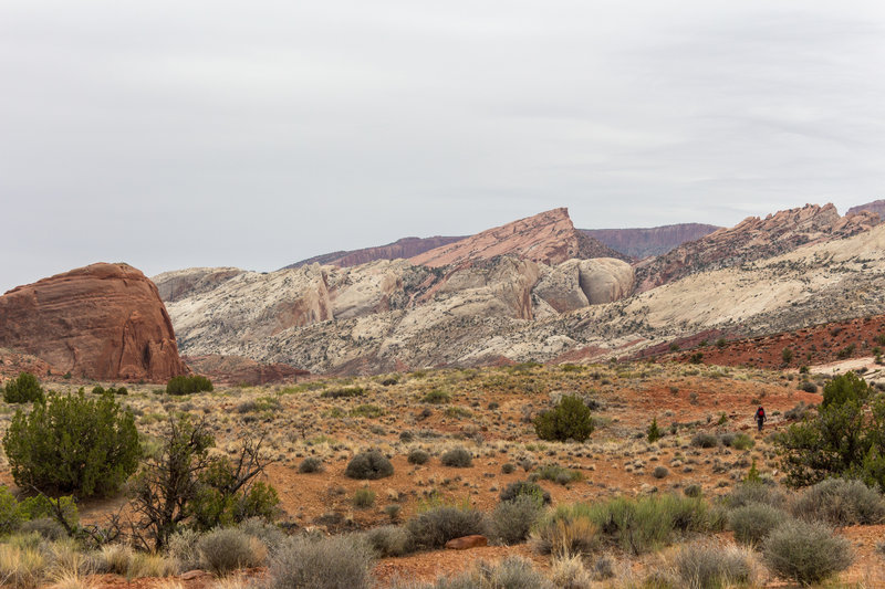 Angled Waterpocket Fold from Halls Creek Drainage.