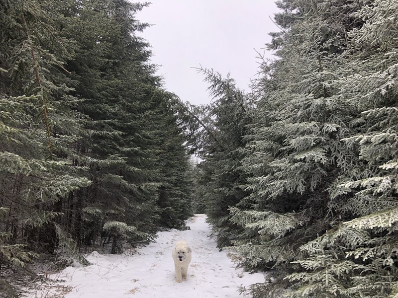 Dog friendly trail.