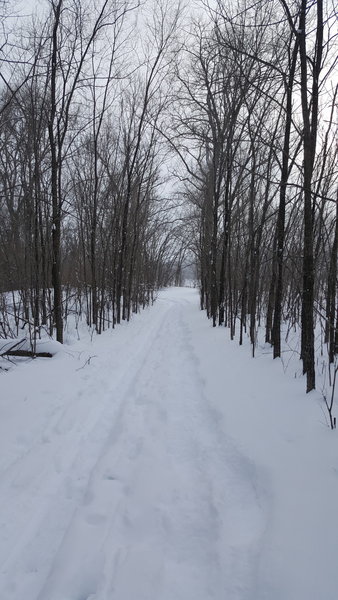 Snowshoe and Ski Trail through trees.