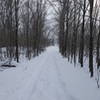 Snowshoe and Ski Trail through trees.