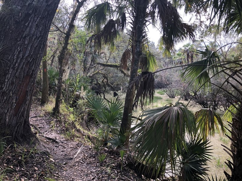 Typical trail close to a swampy depression