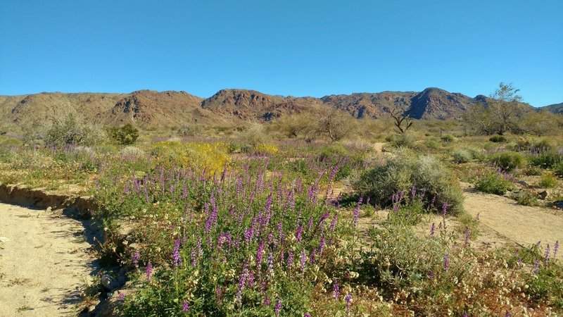 Desert - mountains and wildflowers. Start of Bajada Nature Trail. Cold crystal clear February morning. Plenty of winter rain this year :>)