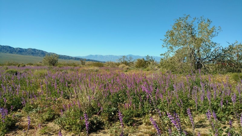 Desert - Lupines going crazy blooming after plenty of winter rain this year. Cold crystal clear February morning on Bajada Nature Trail.