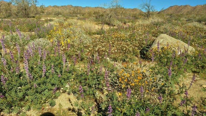Desert bouquet - Lupines, brittlebush, poppies (?), etc. thanks to plenty of rain this winter. Cold crystal clear February morning on Bajada Nature Trail.