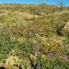 Desert bouquet - Lupines, brittlebush, poppies (?), etc. thanks to plenty of rain this winter. Cold crystal clear February morning on Bajada Nature Trail.