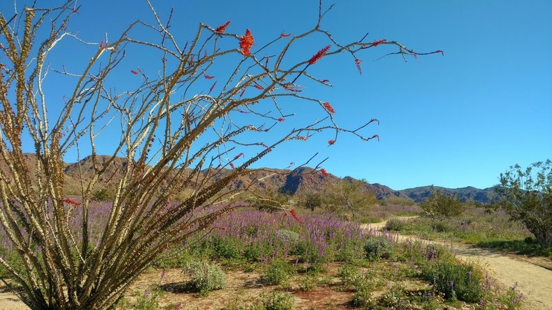 Desert - Ocotillo (red) and lupine (purple) on display with gorgeous mountain backdrop. Cold crystal clear February morning on Bajada Nature Trail.