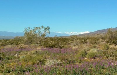 Desert - Sonoran/Colorado Desert off I-10 at Joshua National Park entrance. So beautiful after all the rains (and snow) this winter. Lupine and brittlebush blooming on a cold crystal clear February morning.
