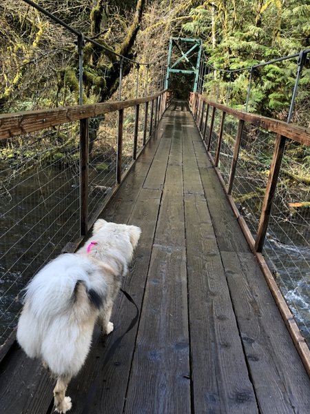 Heading across the suspension bridge - be sure your pups are on leash!