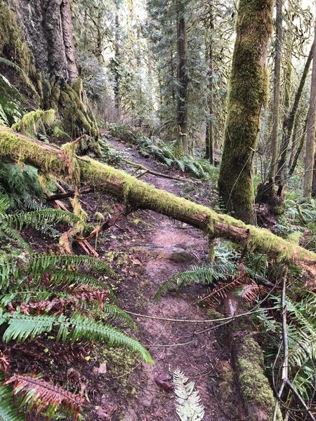 Downed tree on the trail