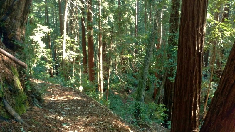 Mixed redwood forest along Big Slide Trail.