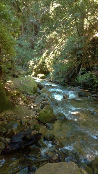 Aptos Creek at the end of Aptos Creek Trail. Five Finger Falls is on the side creek to the left that joins Aptos Creek here.