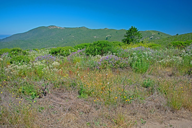 Montara Mountain and fields of flowers from Deer Creek/El Granada Road.