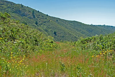 Road covered with flowering grasses in late spring