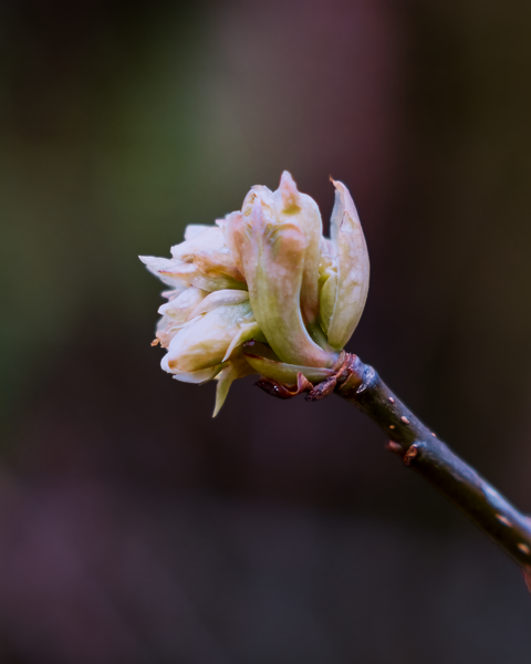 We still have a month before spring arrives, yet buds are already starting to open up.