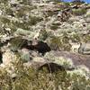 Big horn sheep along the South Lykken Trail.