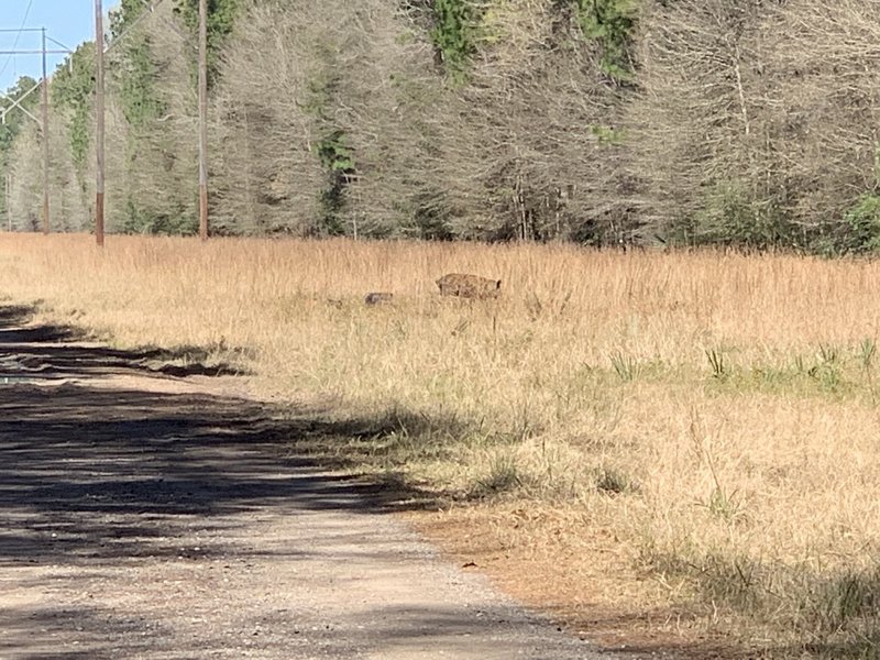 Wild boar family.