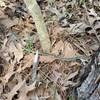 Garter snake along the trail.