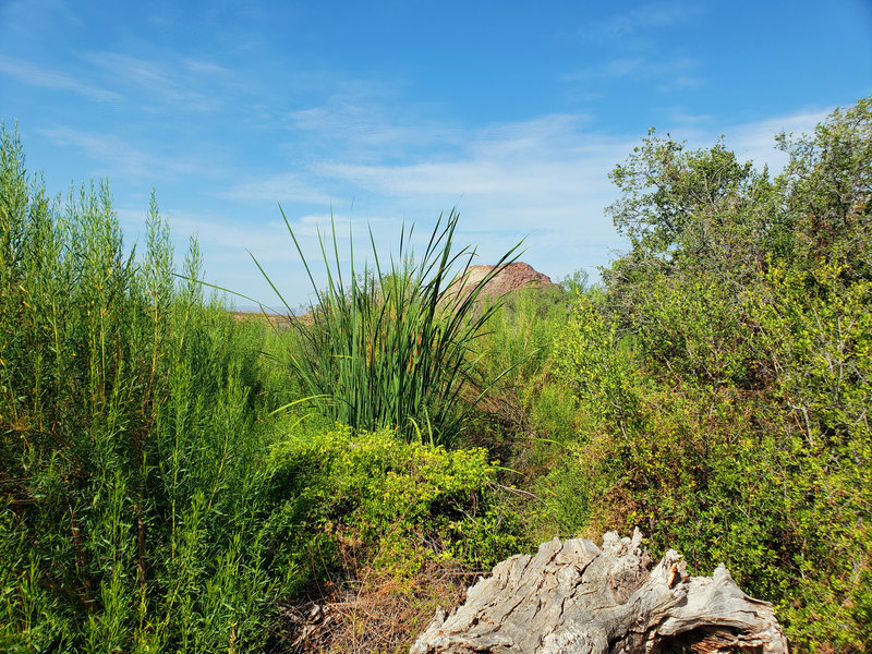 Mule Ears Peak.