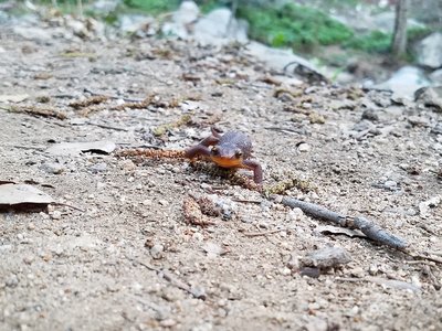 Spotted on the hike to Hermit Falls