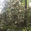 Mountain Laurel at the base of Arabia Mountain