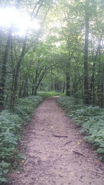 Lush Greenery at 7 Mile Creek