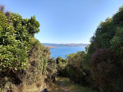 Walk down towards Heyward Point through coastal forest