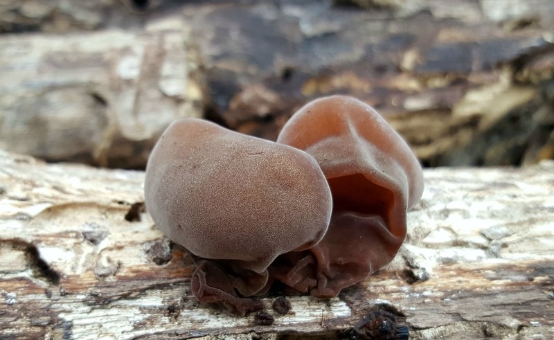 Wood Ear Mushrooms found on trail (Auricularia auricula-judae)