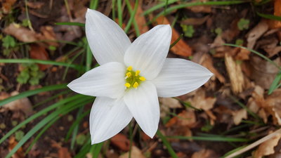 flower found along the trail