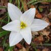 flower found along the trail