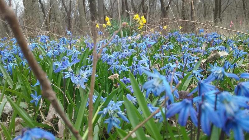A sea of blue at the trailhead of the Schuetzen Park Wanderweg.