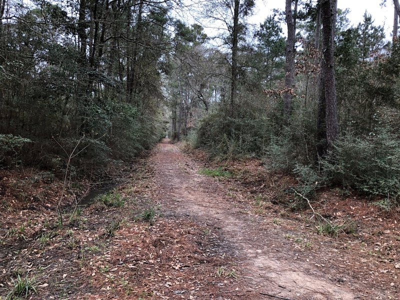 Looking west on Buckhorn from Jones Trail