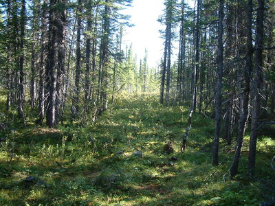 Beyond Colin's Hut, Tilt Pond Trail is a good summer hike.