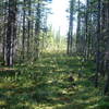 Beyond Colin's Hut, Tilt Pond Trail is a good summer hike.