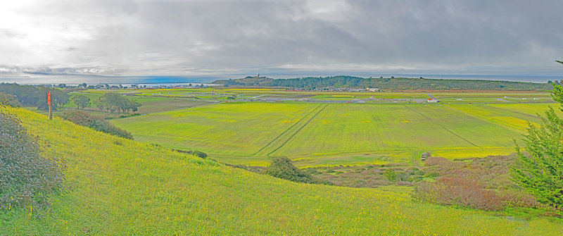 Beautiful but highly invasive Bermuda Butterscups in farms and low hills above Pillar Point