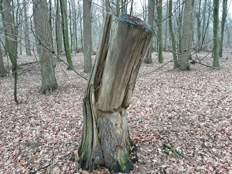 A stump along the trail / En stukket stub