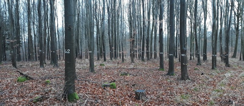 Spooky numbers on the trees! / Spooky numre på træerne ... Tænk at kigge op og pludselig se dette!