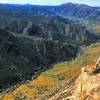 California Poppies turn the valley orange