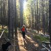 Most of the trail is surrounded by trees like this. There will be some openings that open up and run by the Tongue River