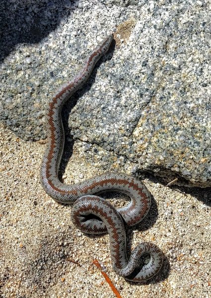 This gorgeous Rosy Boa was feeling lazy in the winter sun