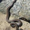 This gorgeous Rosy Boa was feeling lazy in the winter sun