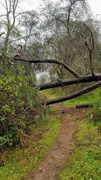 Tree fall on the Bypass